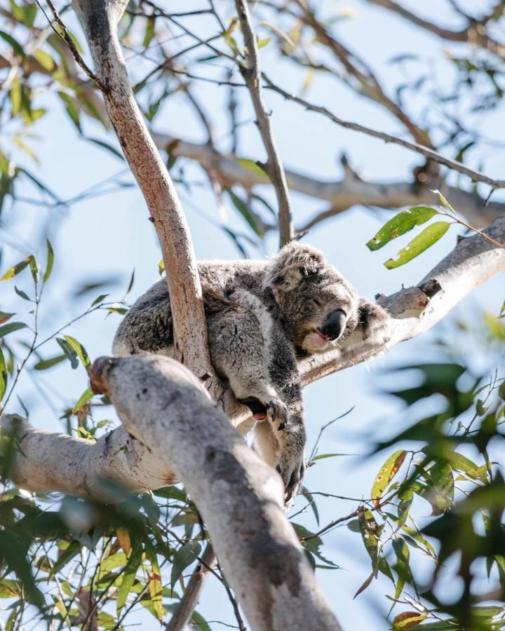 Port Stephens Koala Sanctuary Otel One Mile Dış mekan fotoğraf